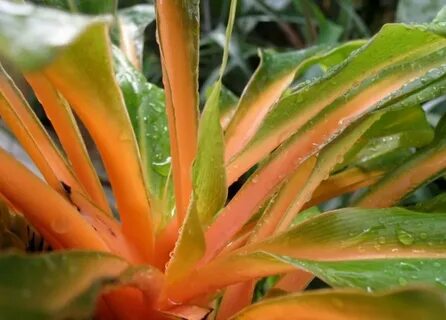Green orange