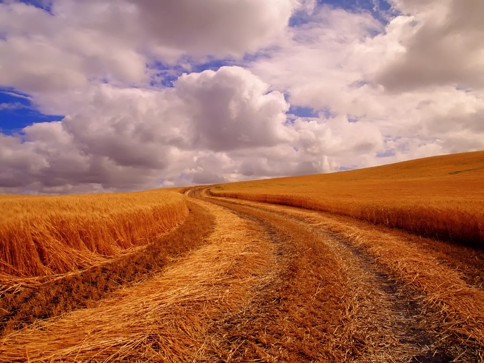 Through fields. Демотиватор растение забор изгнание или свобода. Through fields. Нестерово московская область. Poppy road photo.