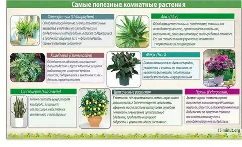 Комнатные растения на здоровье человека