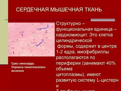 Функции поперечно полосатой мышечной клетки