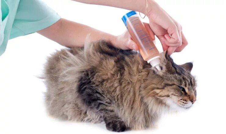 Ушная инфекция у котов капли. Как закапать кошке в уши. Как почистить коту уши в домашних условиях