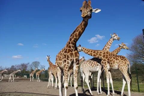 Giraffes long necks