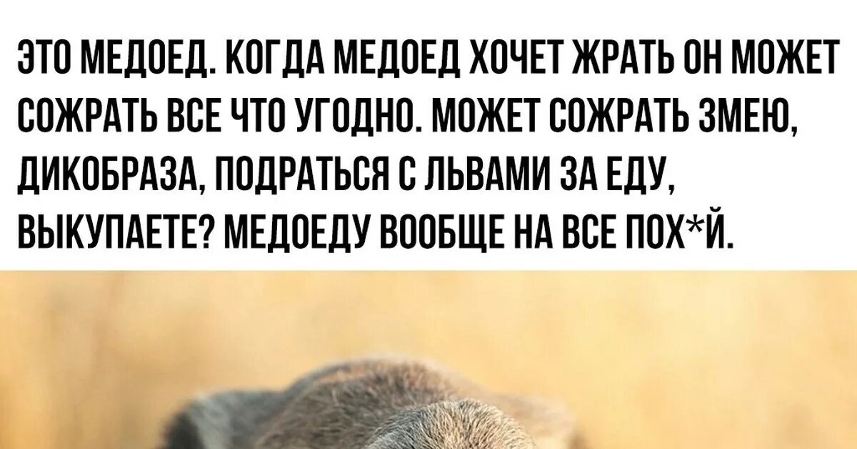 Медоед Мем. Медоеду на все пофиг. Медоеду на все пофиг Мем. Медоед прикол