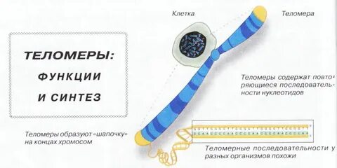 Клетка времени