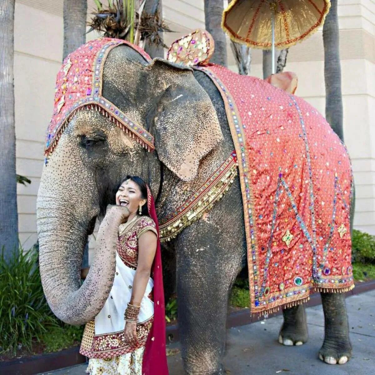 Индийский слон в Индии. Индийские слоны хоботные. Индийский слон слон. Индийские слова.