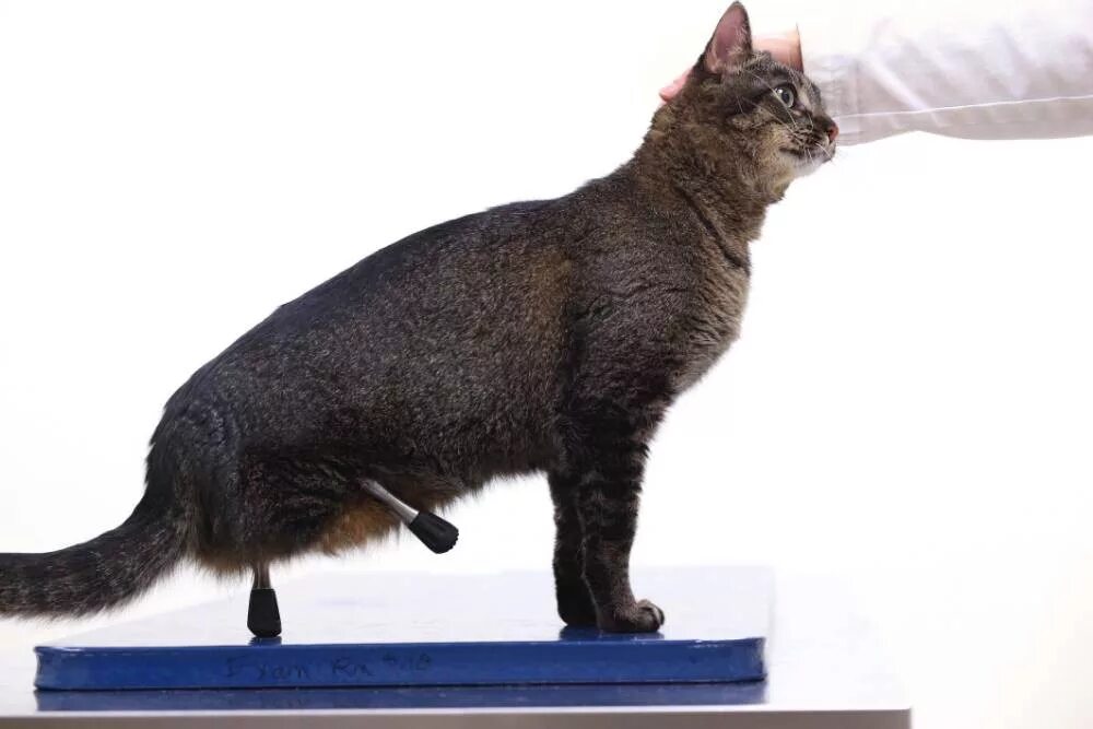 Котики инвалиды. Двухлапая кошка. Двулапый кот. Котик без лапок. Котик без лапок.