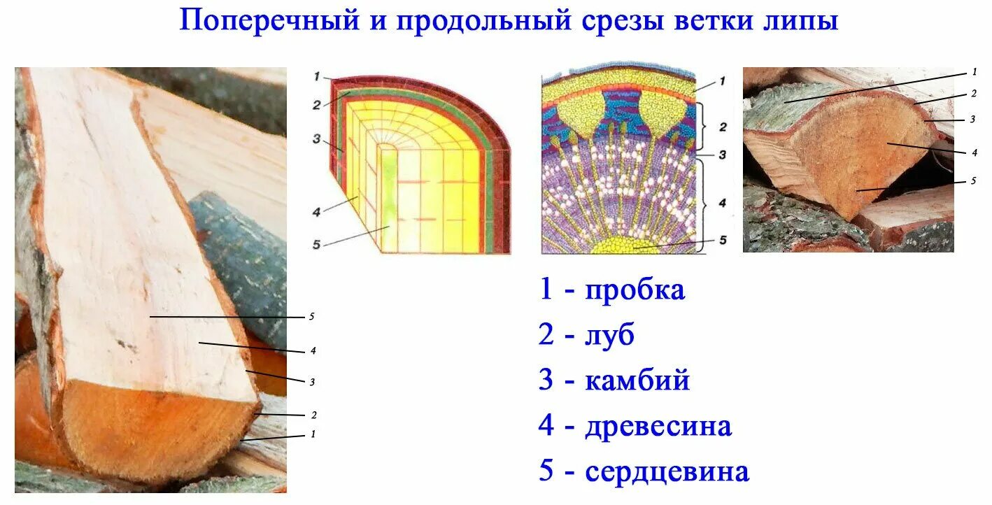 Внутреннее строение части стебля. Продольно-поперечный срез древесного стебля. Строение стебля древесина Луб. Поперечный и продольный срез ветки липы. Поперечный и продольный срез ветви.