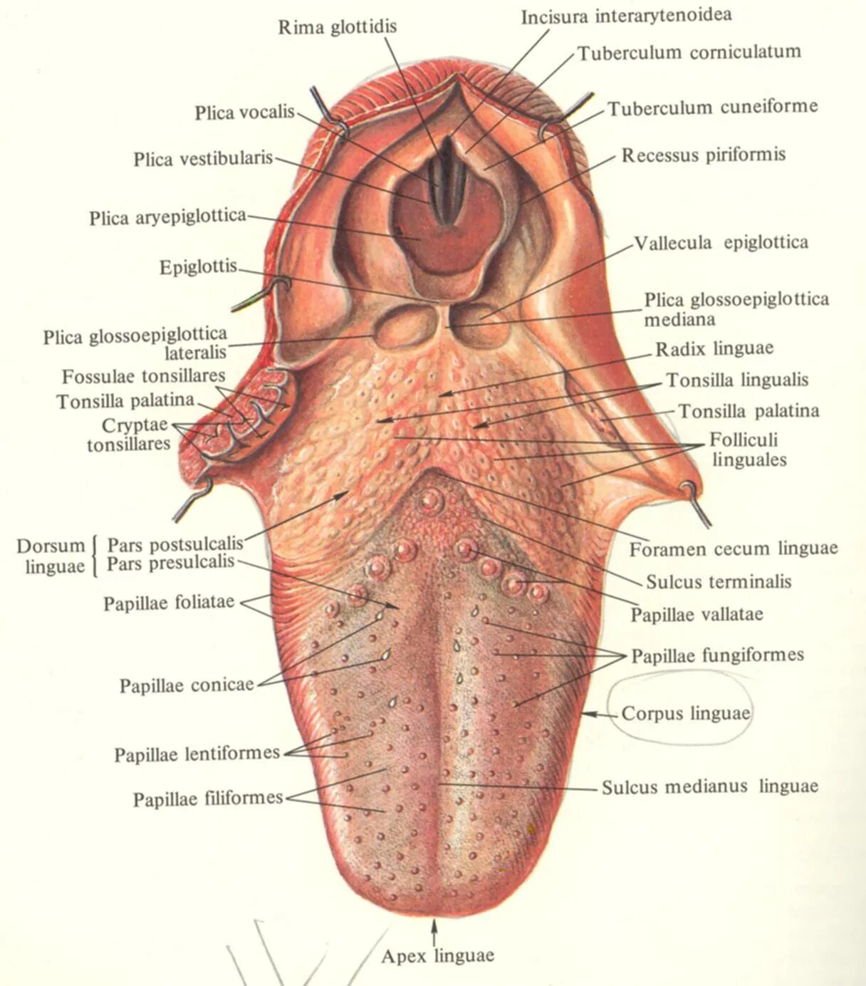 Где едят язык. Сосочки языка анатомия латынь. Анатомическое строение языка атлас.