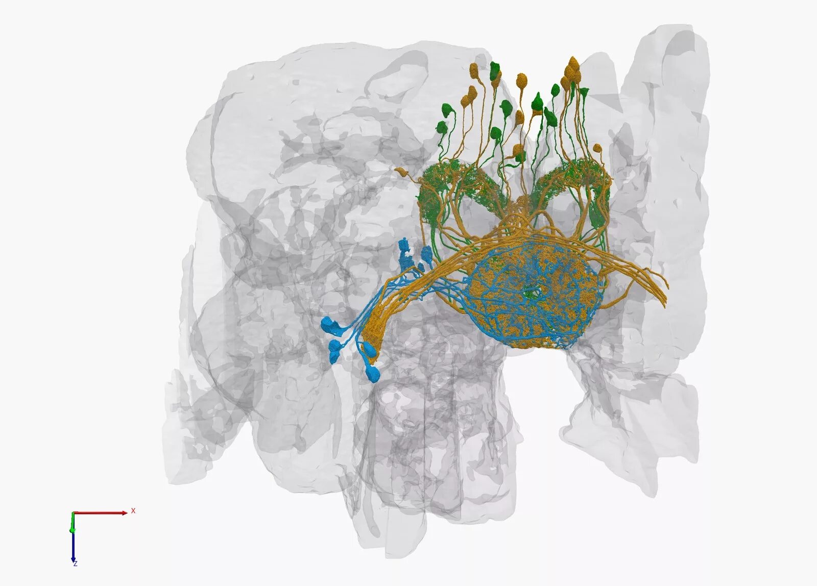 Коннектом дрозофилы. Коннектом мозга. Нейронная карта мозга. Коннектом мозга человека это. Brain карта