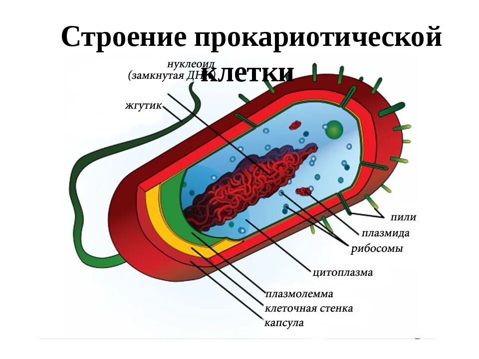 Для клеток большинства бактерий является наличие. Схема строения прокариотической клетки. строение клетки прокариот бактерии. строение прокариотической клетки рисунок. схема строение прокариотических клеток.