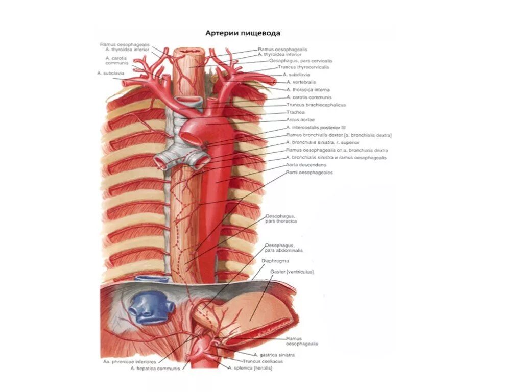 Кровоснабжение пищевода топографическая анатомия. Кровоснабжение шейной части пищевода. Схема артериального кровотока пищевода. Топография пищевода анатомия.