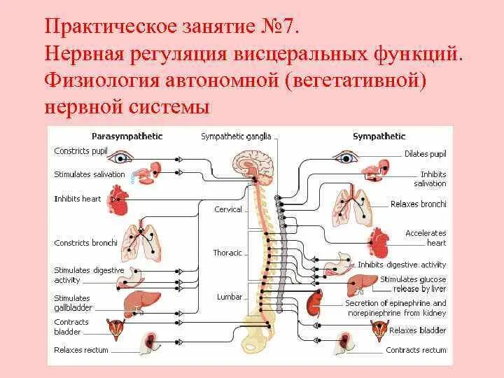 Вегетативная автономная нервная система функции. Центры регуляции вегетативной нервной системы. Вегетативная нервная система гуморальная регуляция. Центры регуляции висцеральных функций. Вегетативная нервная система конспект