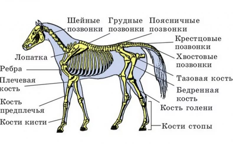 Кости в скелете млекопитающих соединяются между собой. Парнокопытные строение скелета. Опорно двигательная система лошади. Осевой скелет лошади анатомия. Скелетное строение лошади.