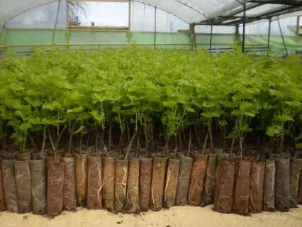 Саженцы с закрытой корневой системой