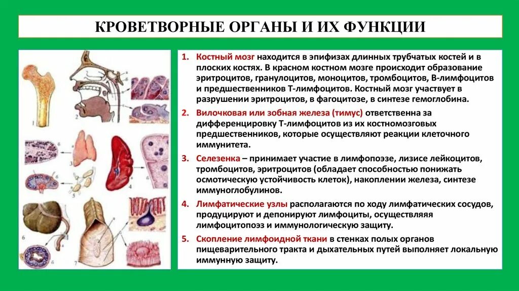 Кроветворение какие органы