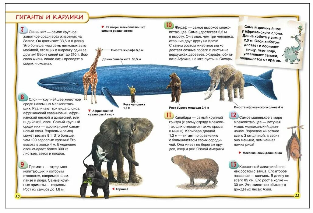 Систематика млекопитающих отряды. Camelops hesternus. Энциклопедия. Мегафауна кайнозоя. Эндрюсарх эволюция.
