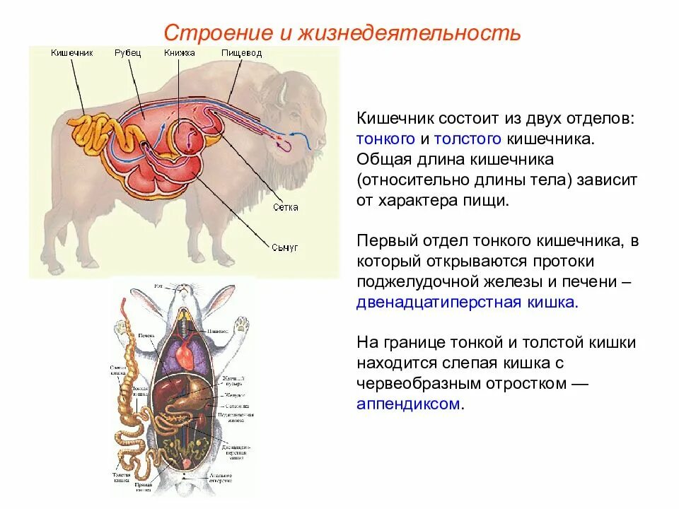 Общая длина тонкого кишечника. Строение Толстого отдела кишечника у лошади. Строение тонкого кишечника КРС. Тонкий и толстый отделы кишечника КРС. Тонкий кишечник КРС анатомия.