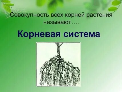 Оттенок какой корень