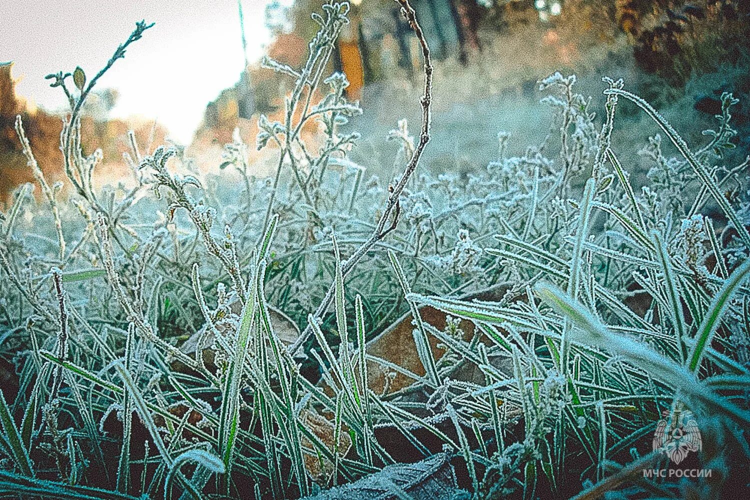 Заморозки. Заморозки фото. Ранние заморозки. Заморозки летом. Заморозки ночью есть