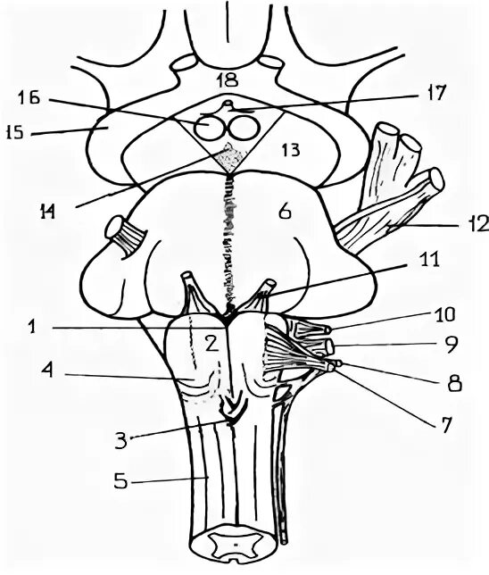 Вентральная поверхность продолговатого мозга. Ствол мозга вентральная поверхность. Задняя срединная борозда продолговатого мозга. Ствол мозга строение вид спереди. Дорсальная поверхность ствола мозга.