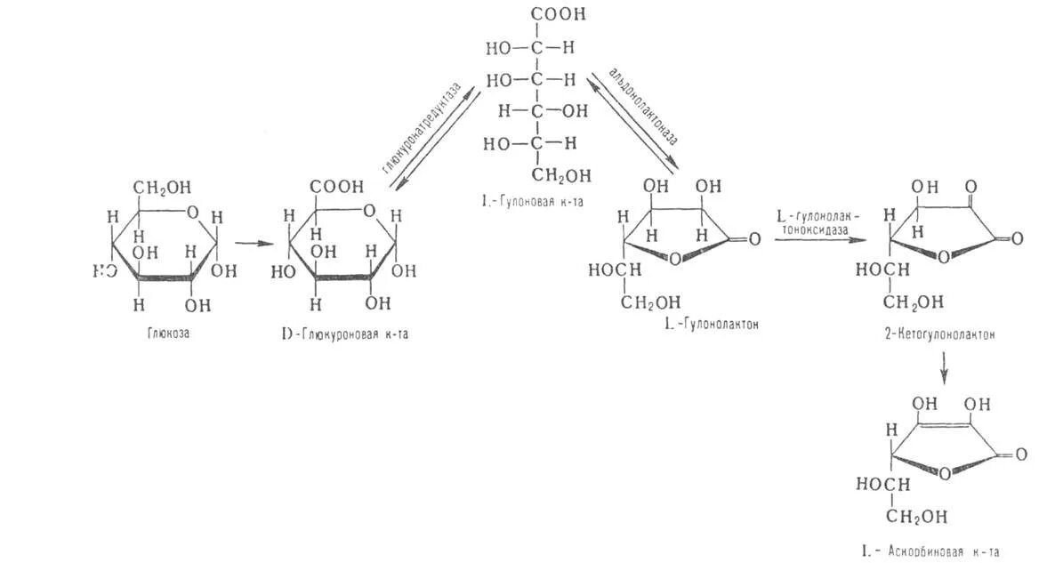 Биосинтез витаминов. Синтез аскорбиновой кислоты из d-Глюкозы. Схема синтеза аскорбиновой кислоты. Синтез аскорбиновой кислоты из Глюкозы. Химическая схема производства аскорбиновой кислоты.