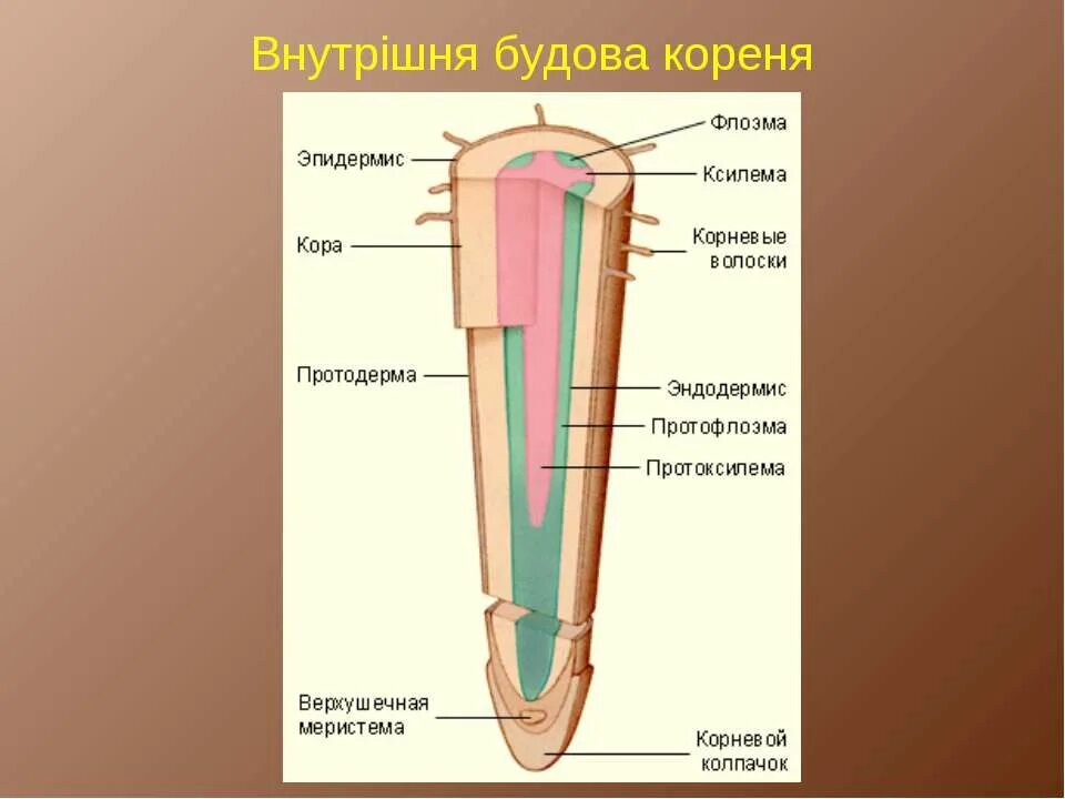 Центральный цилиндр корня. Строение корня. Строение корня внутреннее строение. Строение центрального цилиндра корня. Внутреннее строение корня первичное.