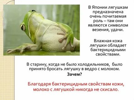 Зачем лягушки