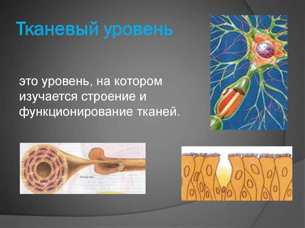 Тканевой уровень жизни. Тканевый уровень. Тканевый уровень организации. Тканевый уровень жизни. Процессы протекающие на тканевом уровне.