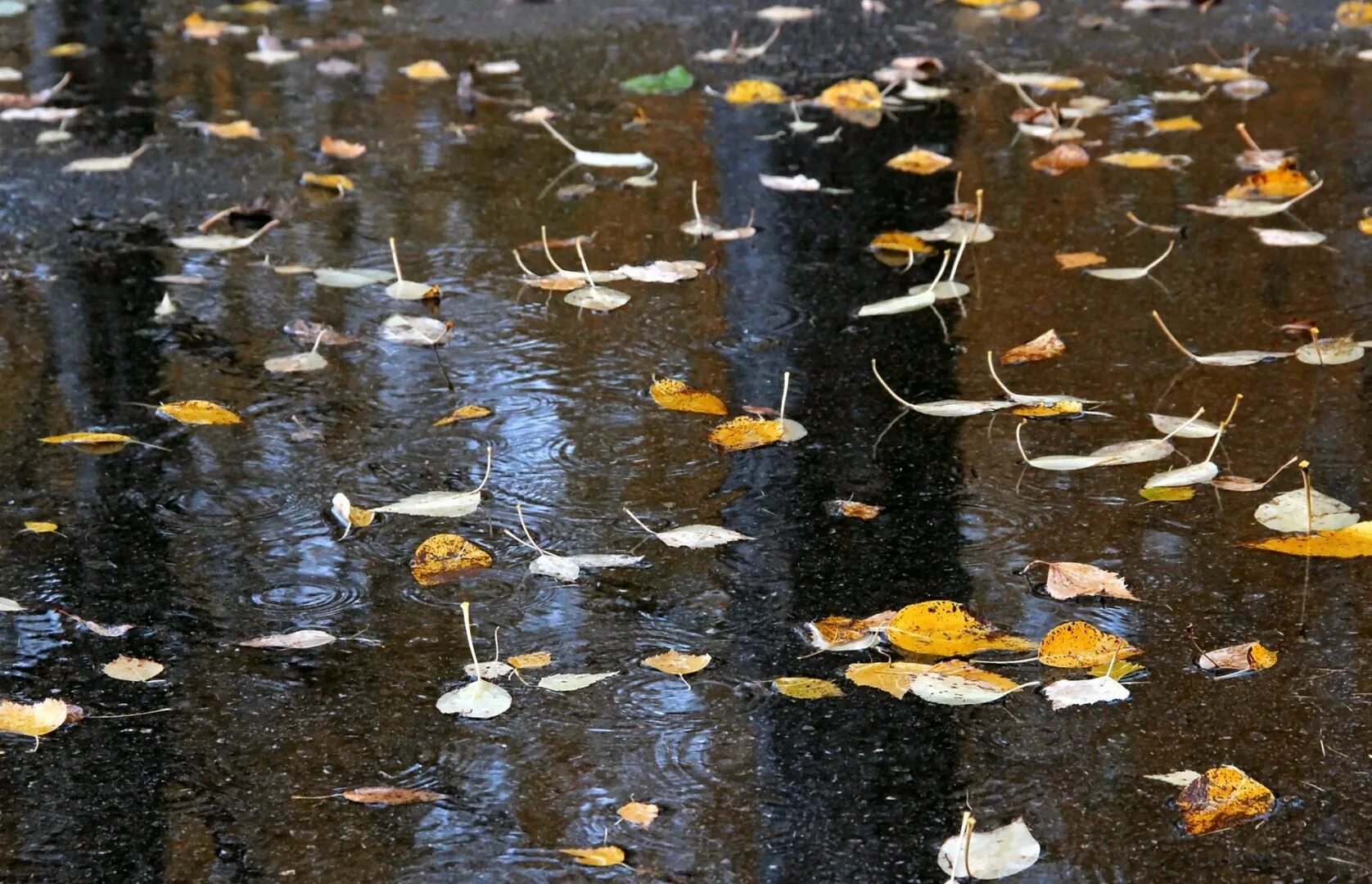 Дождь по лужам. Осенние лужи. Осень лужи. Парк Золотая осень лужи. Осенние в луже живопись.
