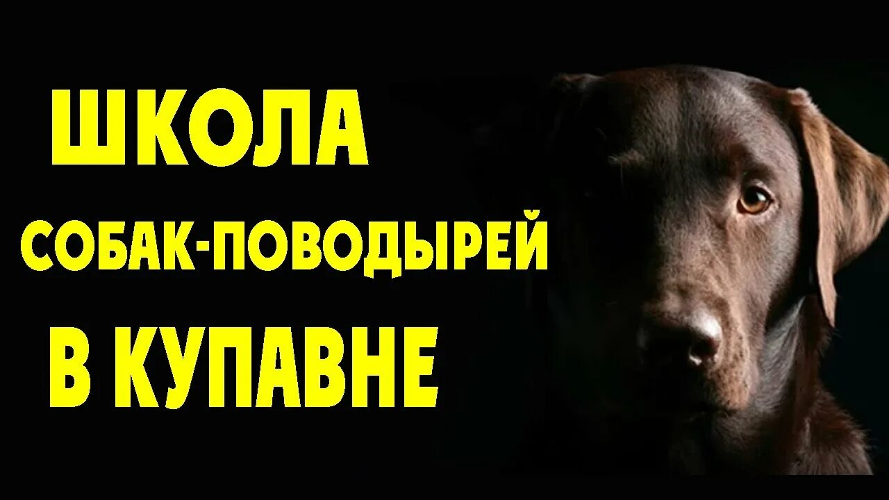 Школа собак видео. Школа для собак в купавне. школа подготовки собак-проводников. собаки проводники слепых купавна. всероссийская школа собак проводников в купавне.