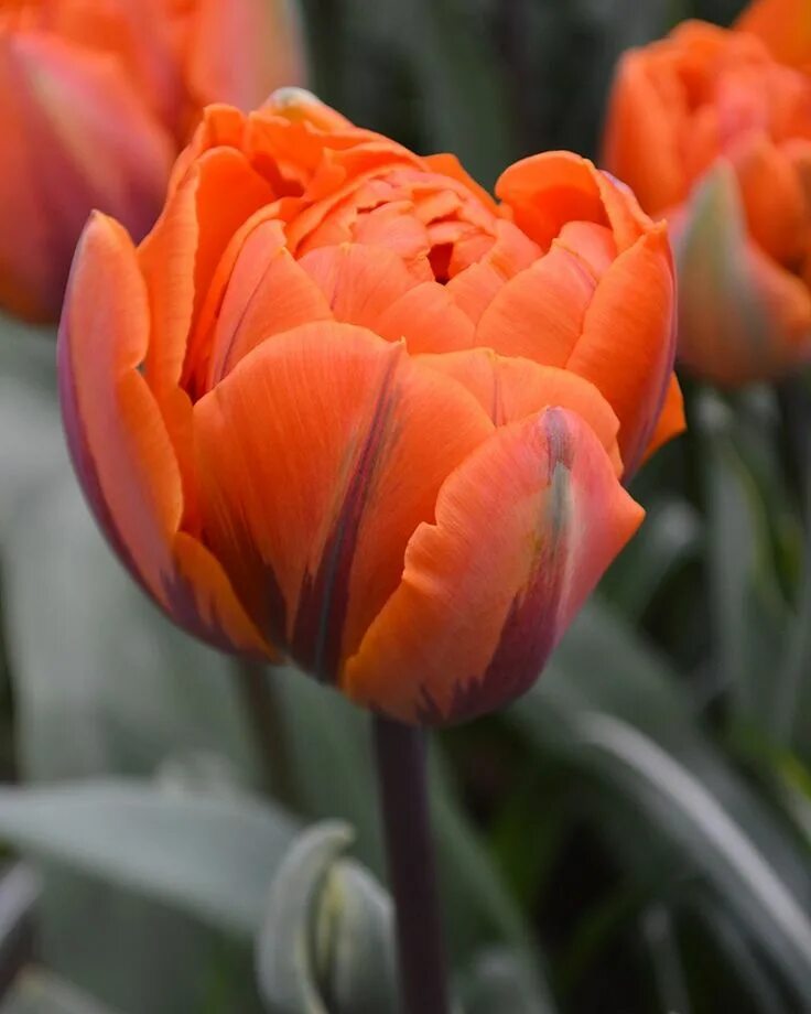 Tulip Orange Princess Bulb flowers, Tulips, Planting bulbs