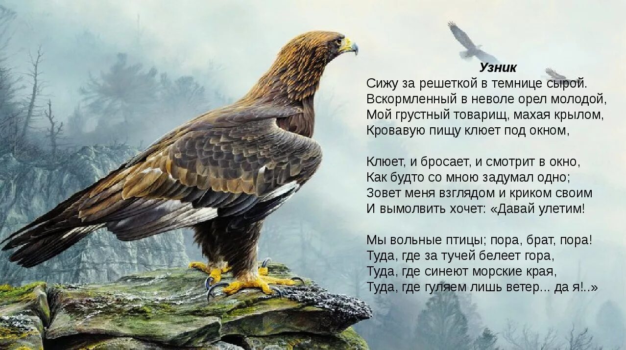 Орел в темнице сырой. Орел. орел беркут парит. беркут картина. орлица птица.