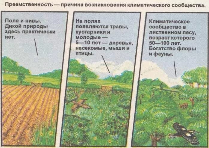 Какие изменения летом. Преемственность в природе. примеры преемственности в природе. причины изменения природы. изменение в природе примеры.