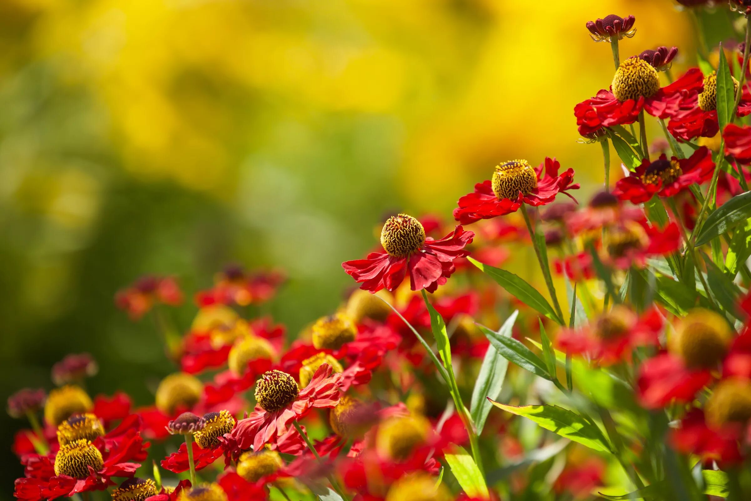 Лето красное прекрасное. Гелениум Вестерстеде. Летние цветы. Лето природа цветы. Цветы летом.