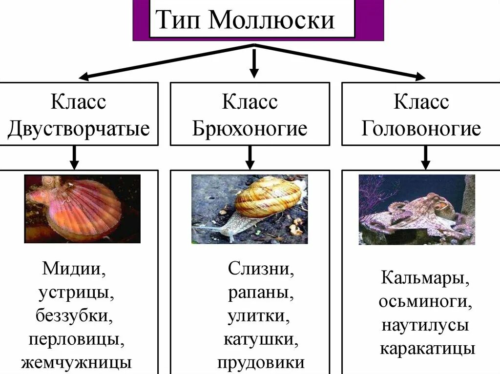 Брюхоногие двустворчатые головоногие. Тип моллюски класс двустворчатые. Тип моллюски класс брюхоногие, двустворчатые и головоногие. Двустворчатые моллюски систематика.