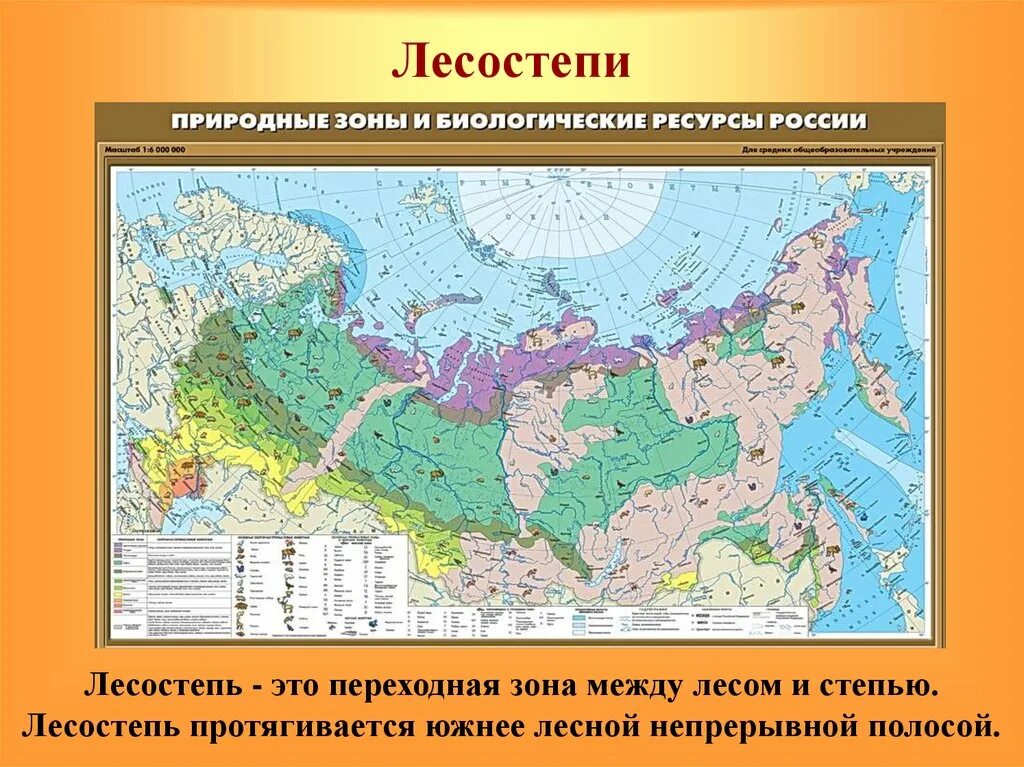 Эта природная зона занимает более половины территории. Карта природных зон России смешанные и широколиственные леса. Зона смешанных и широколиственных лесов на карте России. Тайга на карте России природных зон. Карат широколиственных леосв Россиии.