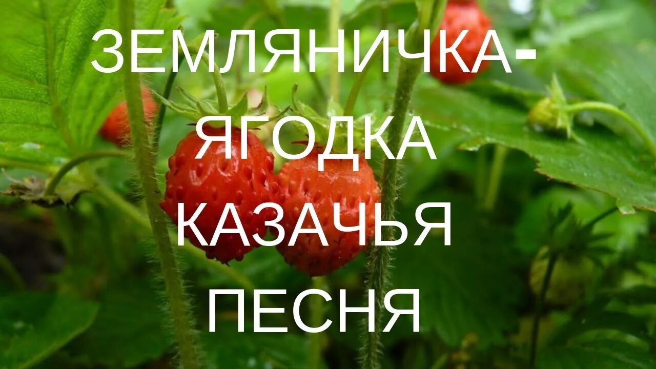 Песня Земляничка Ягодка. Земляника Ягодка во Бору родилася. Текст Земляничка. Земляничка Ягодка текст. Песня про ягодку