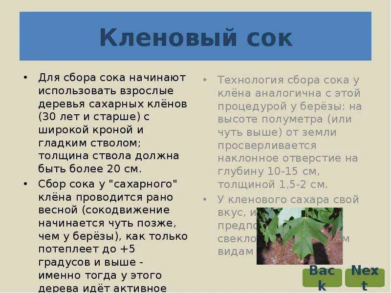 Кленовый сок чем полезен для организма человека