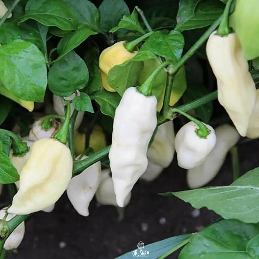 Перец сладкий звезда востока. Н18 гавриш. Перец белый сорт. Перец белый бык. Перец белый бык.