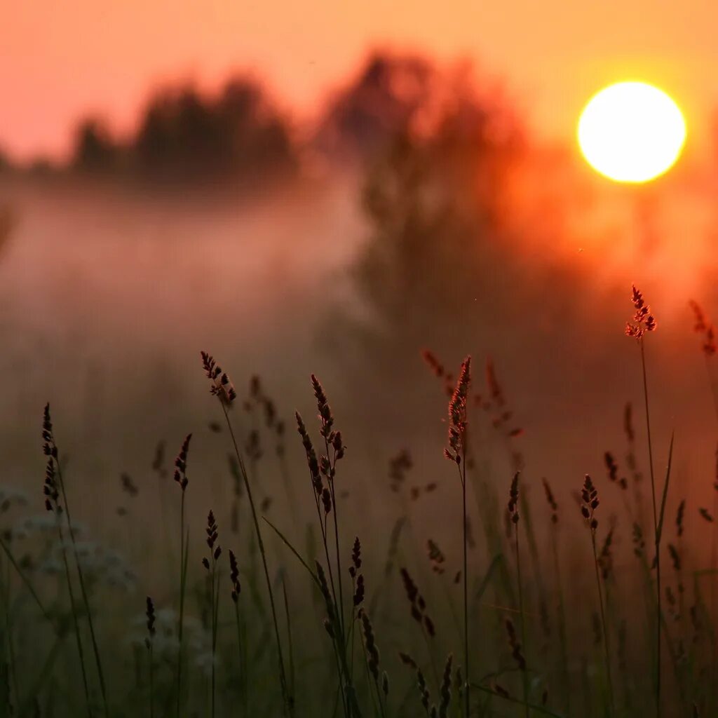 Долго продолжается борьба солнца с туманом. Утро туман. Лучи солнца в тумане. Восход в тумане. Долго продолжается борьба солнца с туманом.