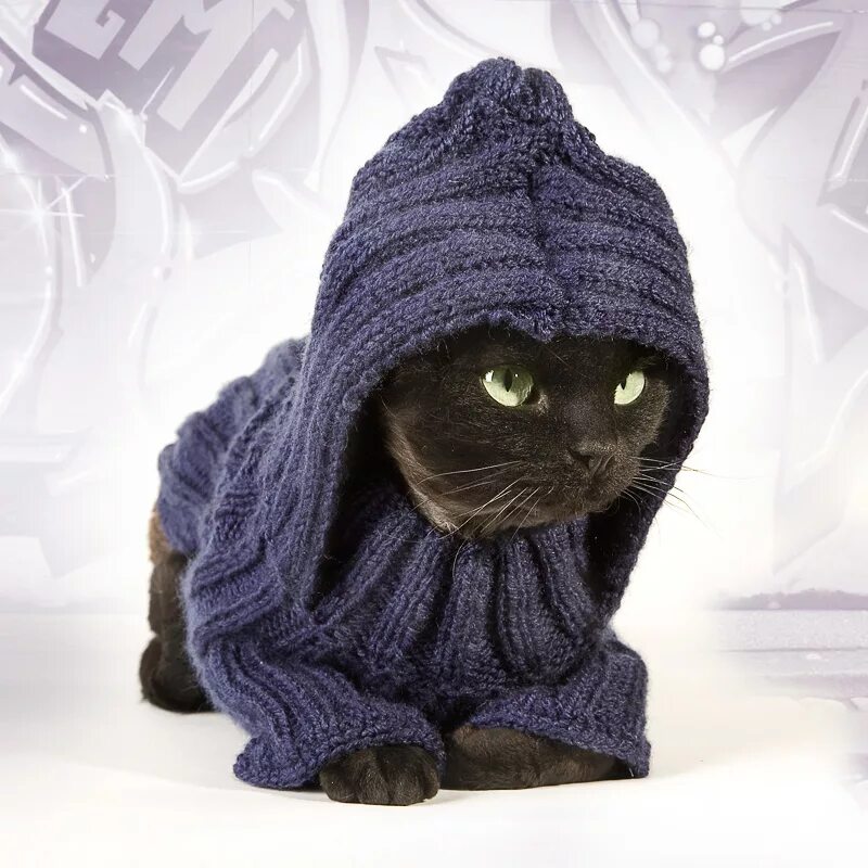 Кот в кофте. Свитер для кота с капюшоном. Кот в капюшоне. Кофточки для котят. Кот в свитере.