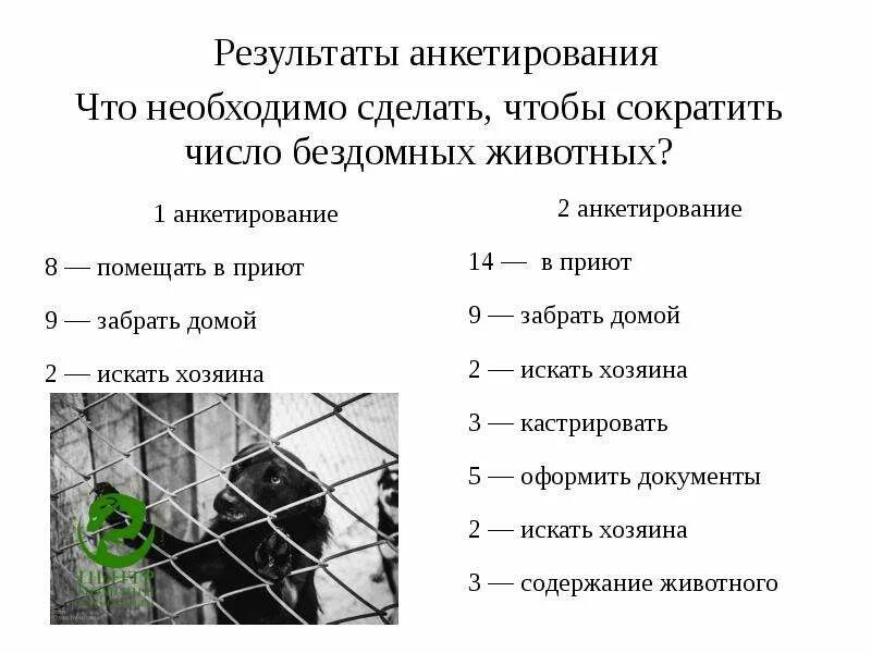 Проект помощь бездомным животным актуальность