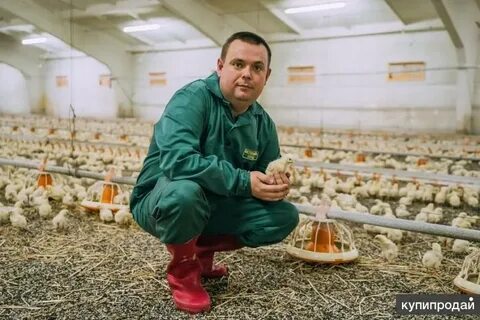 Работа на птицефабрике