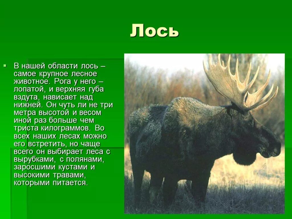 Какие дикие животные обитают в твоем регионе. Животные и их описание. Лось доклад. Информация о Лосе. Интересные факты о лосях.