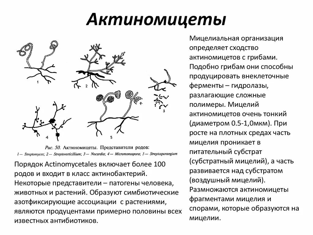 Обнаружены споры и мицелий. Актиномицеты микробиология жизненный цикл. Мицелий актиномицетов микроскопия. Актиномицеты клеточная стенка. Актиномицеты строение микробиология.