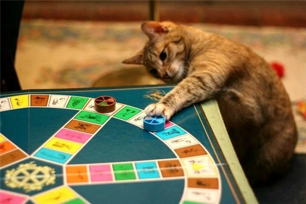 Такую игру смешную. Настолки и кот. Настольная игра котики. Кот казино. Кот играет в настолки.