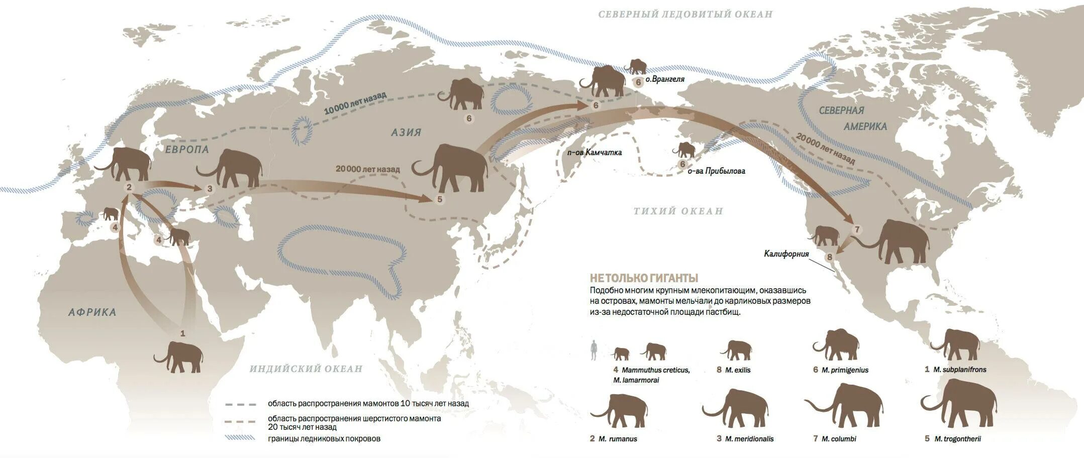Распространены в северной америке и евразии. Карта обитания Мамонтов. Карта обитания Мамонтов на территории России. Ареал обитания Мамонтов в России. Ареал обитания Мамонтов в России карта.