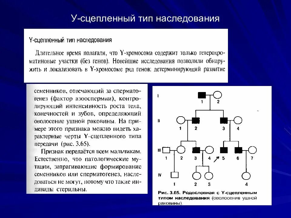 Заболевания сцепленные с y хромосомой. У – сцепленный (голандрический) Тип наследования. У-сцепленное голандрическое наследование. Сцепленный с y хромосомой Тип наследования. У сцепленный рецессивный Тип наследования.