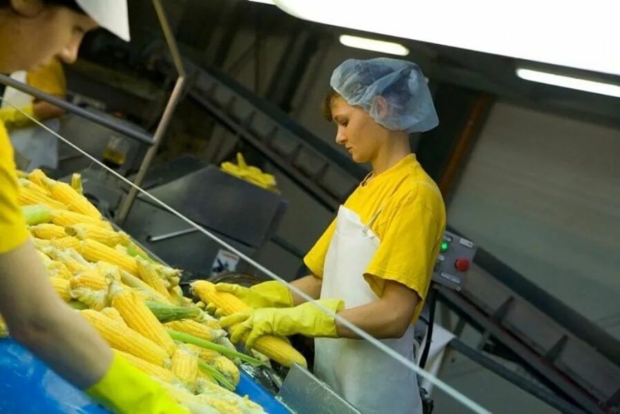 Биотопливо заводы швеции. Погрузка зерна. Переработка продукции апк. Урожай сои. Уборка сои.