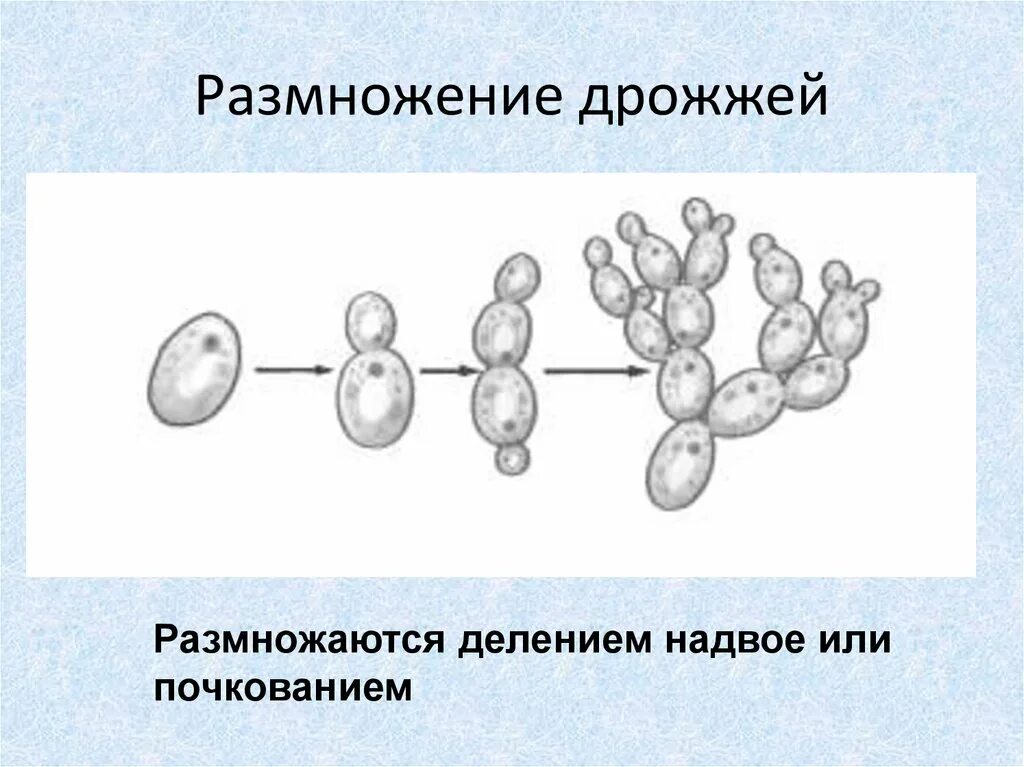 Дрожжи грибы размножение. Размножение дрожжевой клетки. Строение почкования дрожжей. Бесполое размножение дрожжевых грибов. Дрожжи образование спор